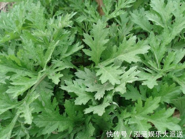 艾叶,头皮上抹一抹,立即好处找上门,转发给家人吧