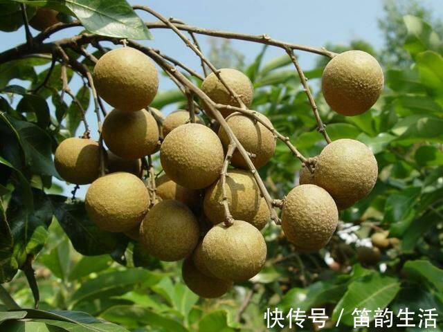 桂圆与龙眼的关系弄明白了吗每天吃几颗合适答案终于清楚了