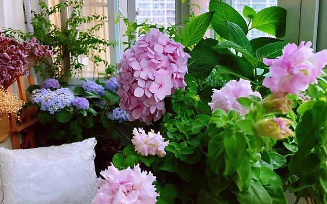 花草三不送,送了变“仇人”,这样看来,老祖宗的话,真的有道理