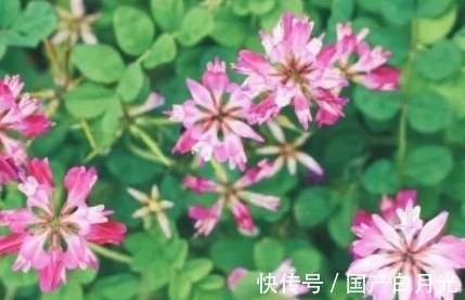 紫云英|花朵似蝴蝶,过去用来喂猪,可惜了