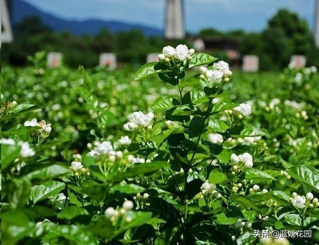 茉莉|茉莉花如何开花多不黄叶简单一招，从夏季爆开到深秋