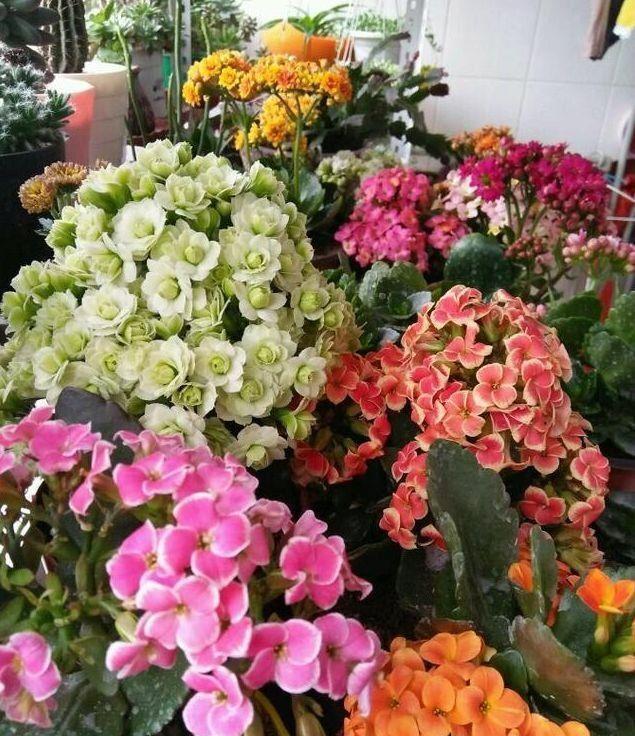 4种花,号称高贵女王花,雍容华贵,养护简单