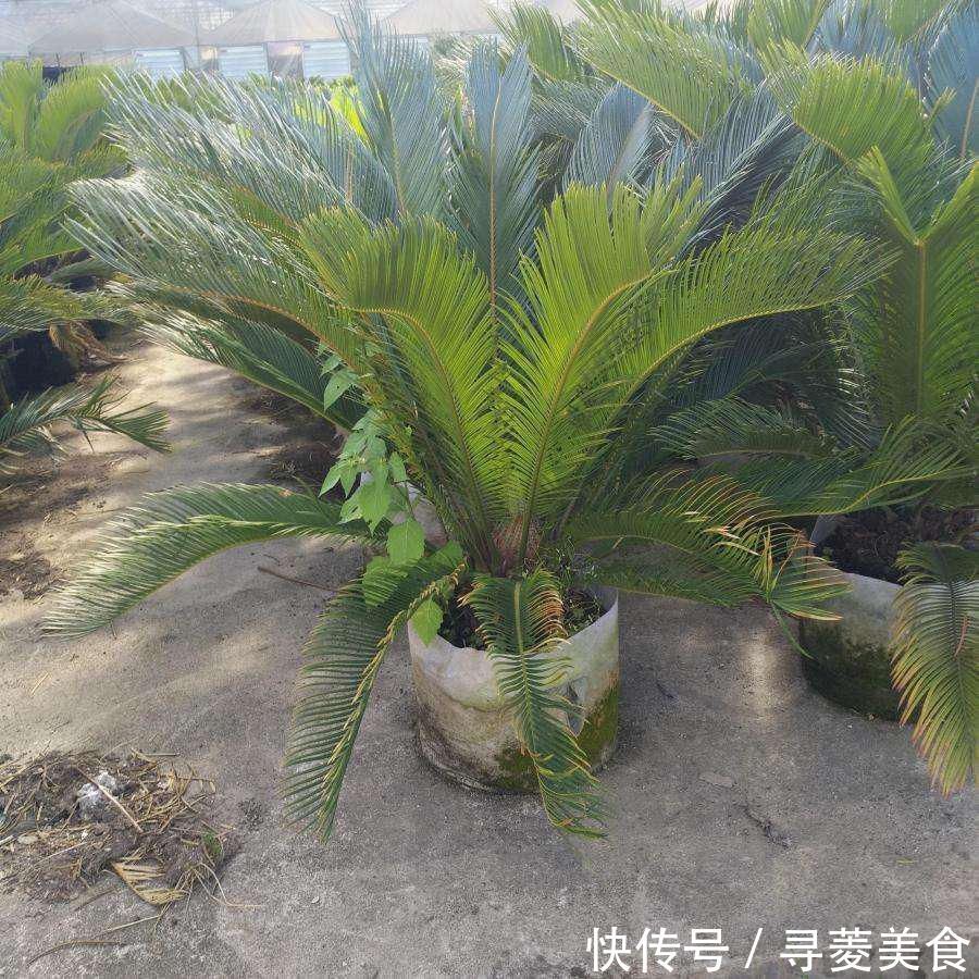 栽种|适合放在客厅的6种大型盆栽,好看健康,大大的叶子充满生机