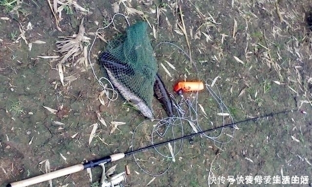 钓友|黑鱼泛滥成灾成群黑鱼聚集河湾产卵电鱼人不如我来来试试