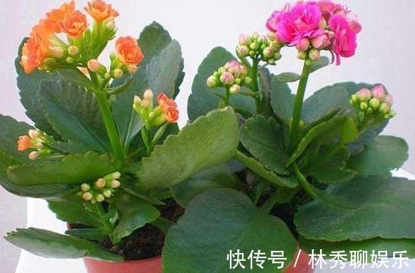 碰碰香|很容易养的3种花，养护不费心，给点水就来劲，开花美艳你阳台