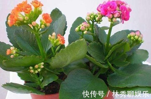 很容易养的3种花,养护不费心,给点水就来劲,开花美艳你阳台
