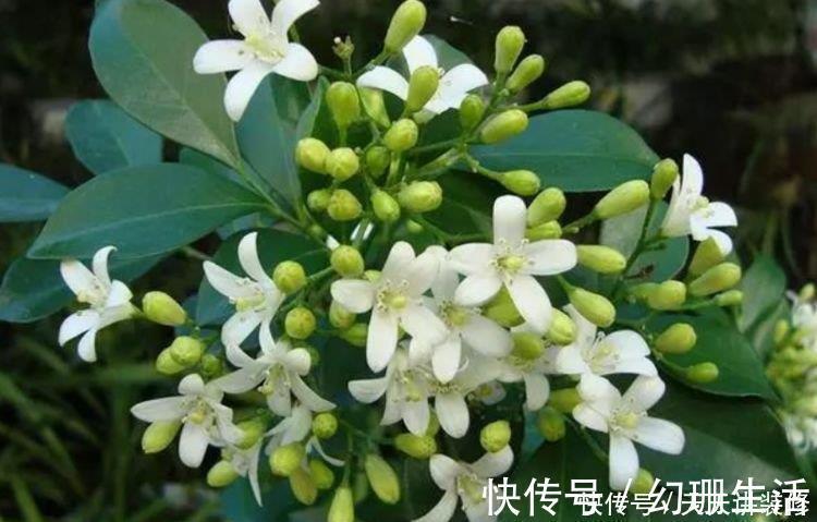 微酸性|4种花,美得“倾国倾城”,花开香飘溢满屋,阳台变温馨花园