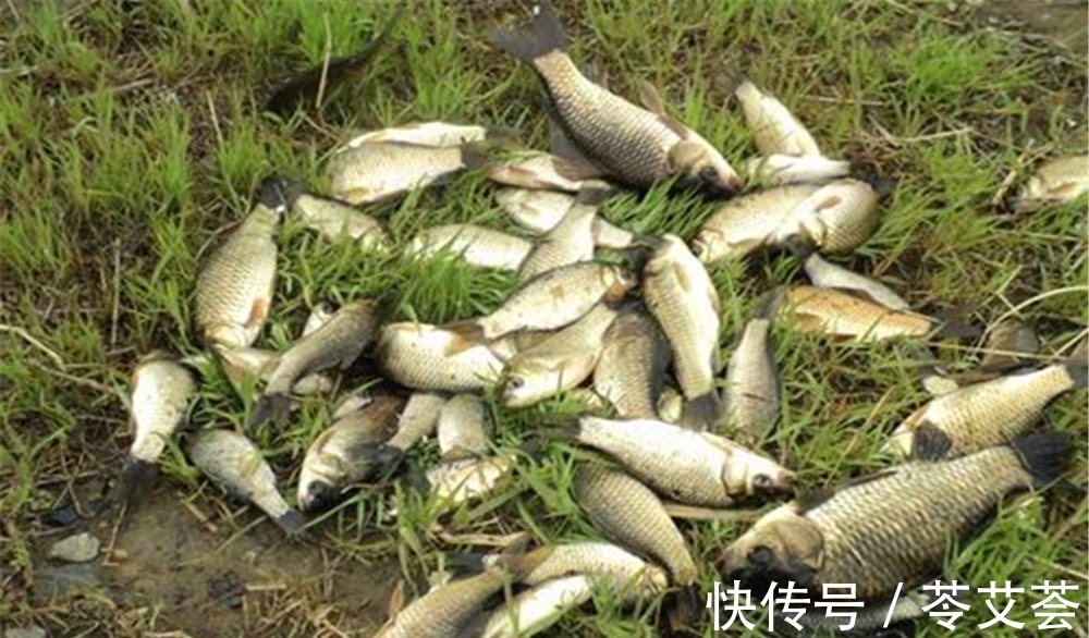 钓鲫鱼饵料配方:用这些“炒货”做饵料,大鲫鱼越钓越多!