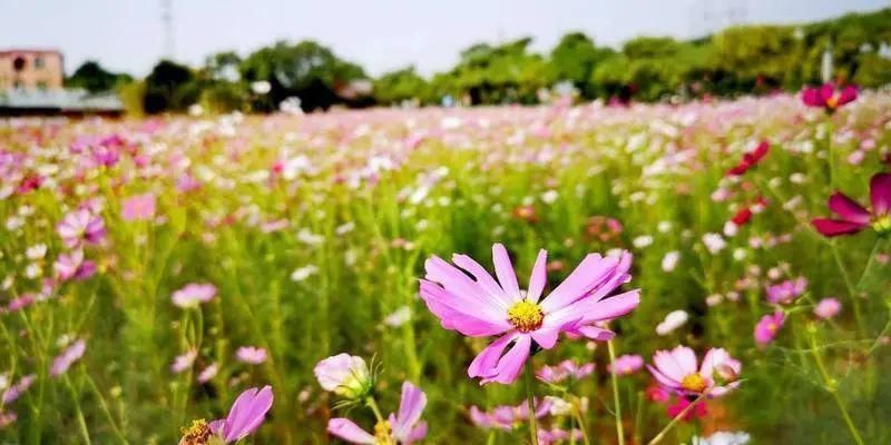 乡村|适合周末打卡！南沙这条村的花海，堪比百万葵园！