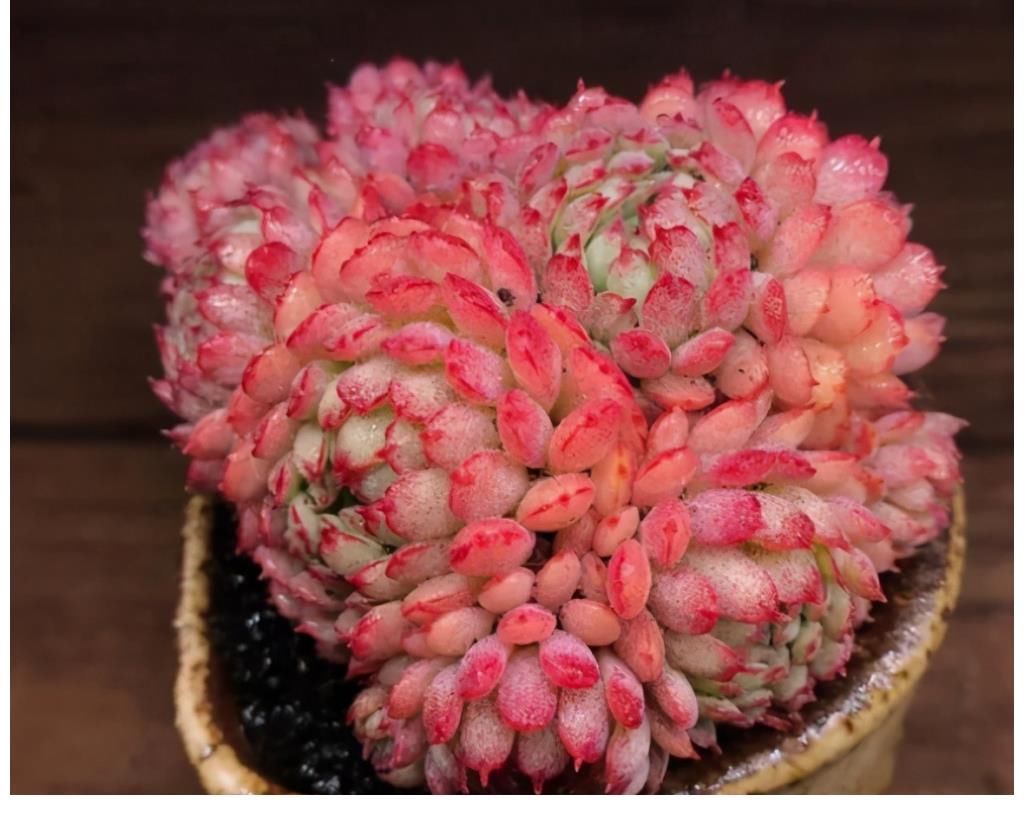 玉蝶玉蝶|这5种多肉是度夏困难户，新手要慎养