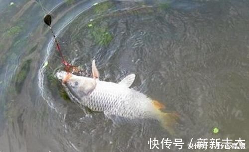 误差|夏季大鱼难给口,错了因为调钓的灵钝,在一开始就有了误差