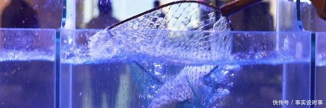  我花了29块，吃了海王的鱼塘