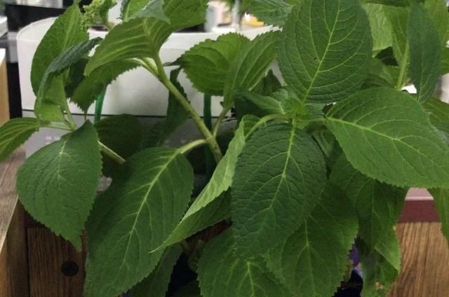 6种花一天不浇水,叶子就耷拉,缺水3天就死翘