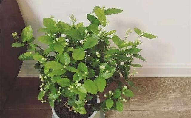 植株|栀子、茉莉喜欢“酸水”,每月浇一次,叶子翠绿、再不黄叶