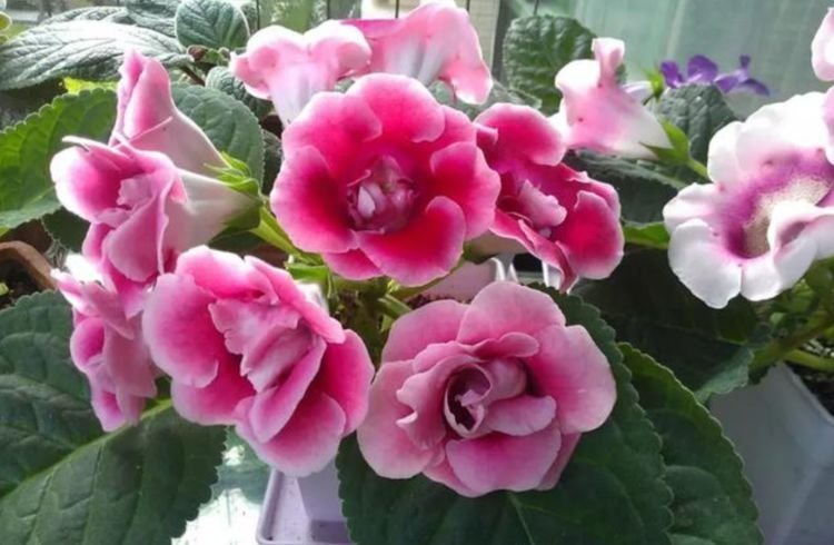 4种花美的出奇,色彩艳丽,盛开时如花海一样,令人流连忘返