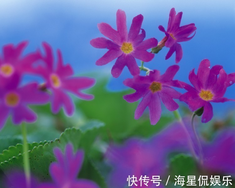 洋洋得意|家里老婆若是5个生肖,别跟她吵架,吵架会穷