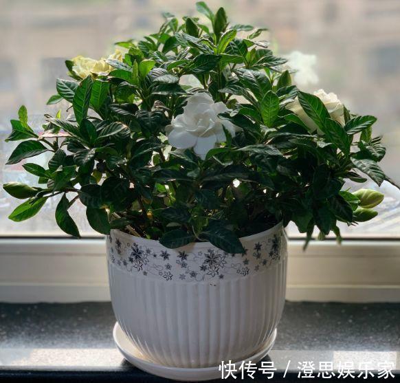 叶子|长寿的花苞迟迟不开用它喷两次,很快就能鼓起来!