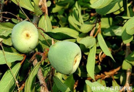 农村|一种长在藤上的野果,药用价值高,功效强大,见过的是地道农村人