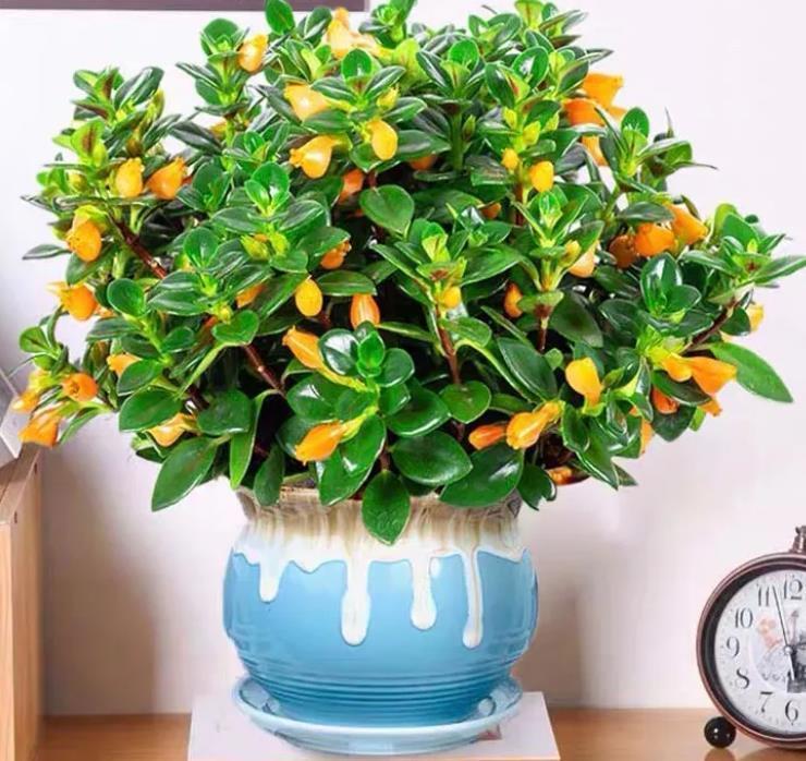 枝头挂满“小金鱼”,颜值高寓意又好,这种小盆栽太值得养了