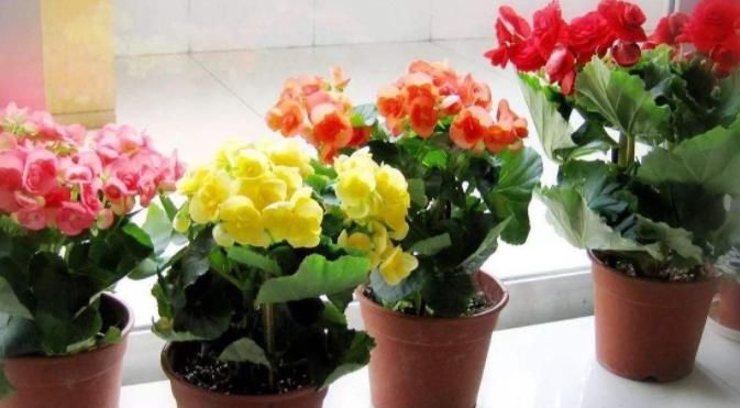 别发愁，养花不会施肥啦，用这3样有机肥，好用又不烧根