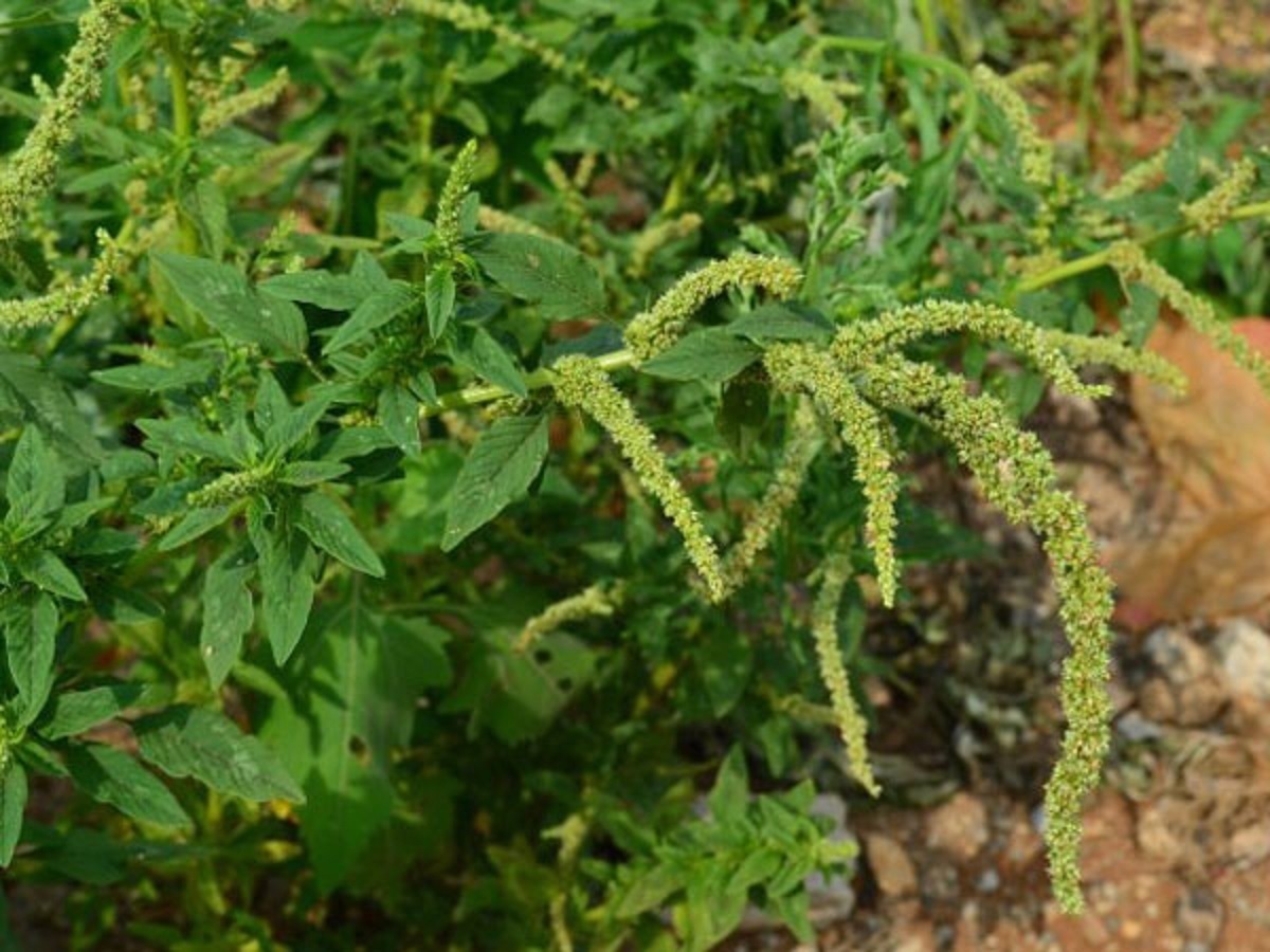 药效|农村常见野草，好吃又好用，药效顶呱呱，被人们称作“仙草”