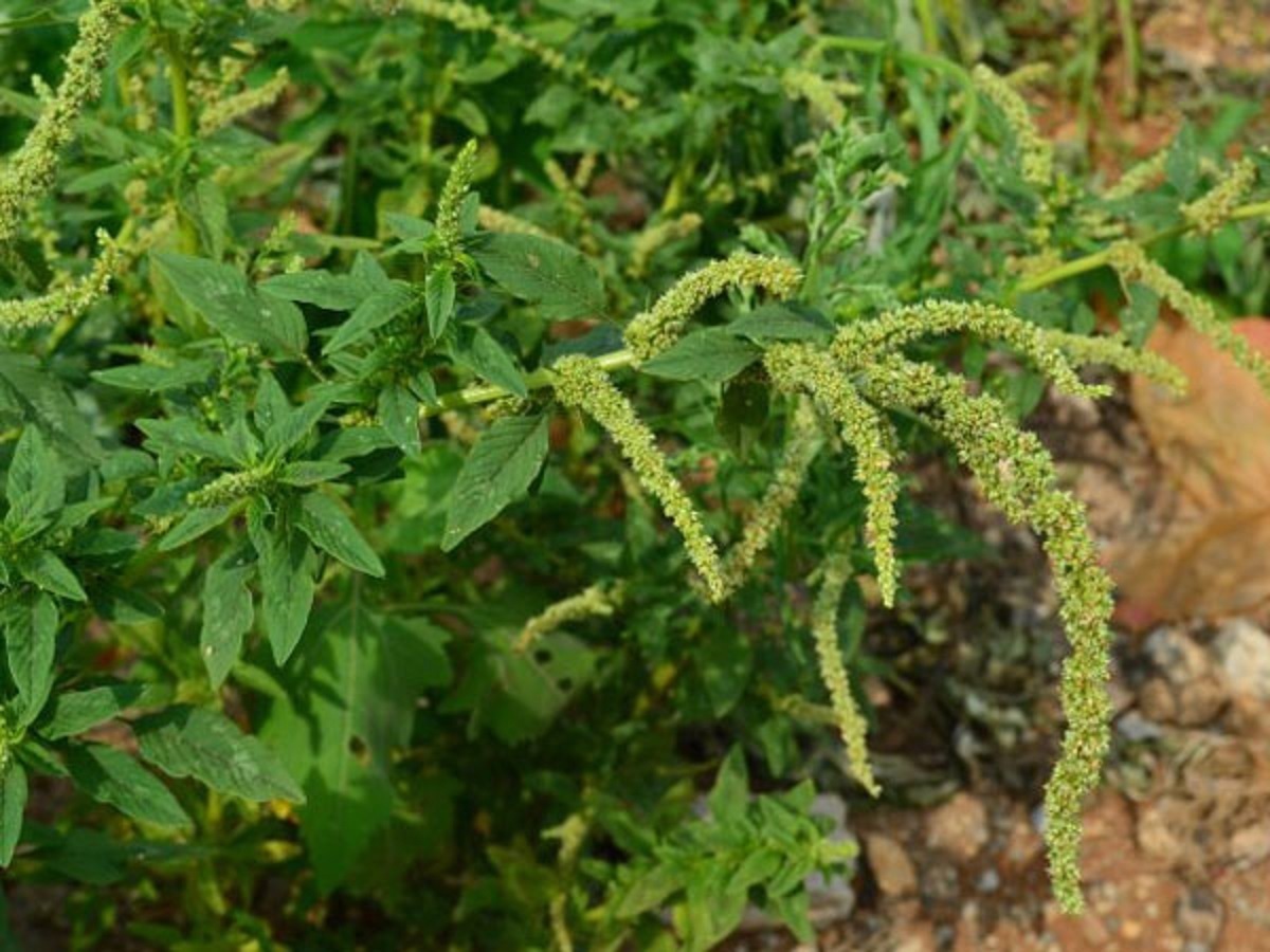 药效|农村常见野草,好吃又好用,药效顶呱呱,被人们称作“仙草”