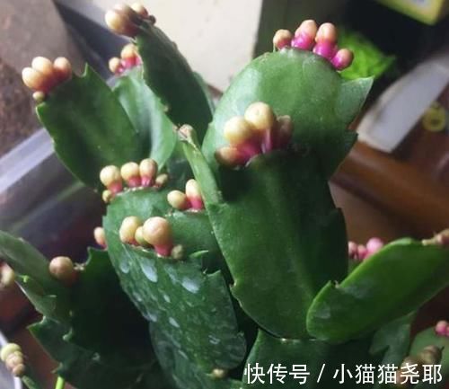 绿萝|5种花平时怕太阳晒,而到了冬天刚好相反,要多晒太阳