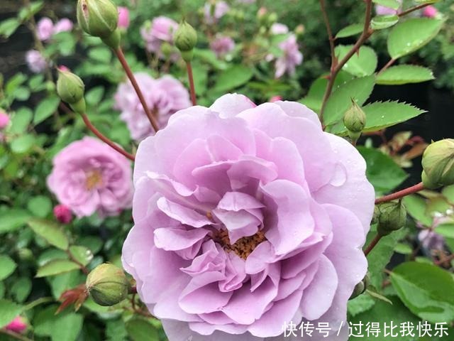 最值得养的月季,花色稀有,开花量大,一开就是300天,从不生病!