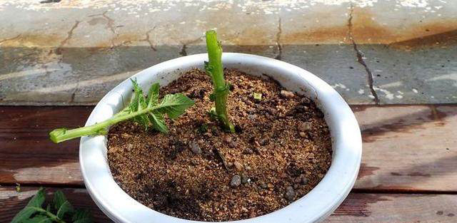 土豆嫁接西红柿,花盆长满土豆,枝上挂满西红柿,换着吃,特新鲜