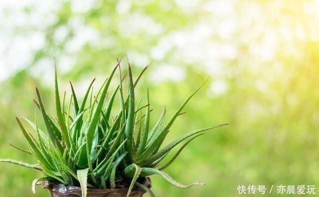 种花|卧室就养4种花，“养人”又养气，不是没有道理
