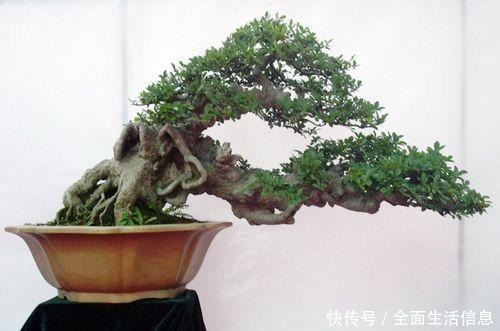 这“3种树”有钱人最爱养,比花还好看,客厅摆几盆,福气滚滚来!