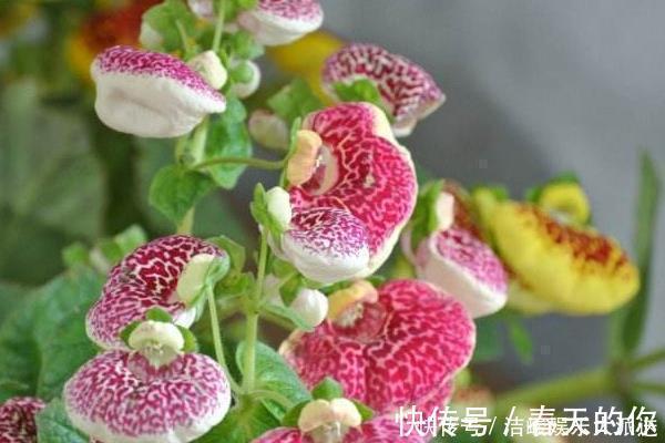 财源|此花是象征了富贵的花，就像是钱袋子一样，是财源滚滚的花