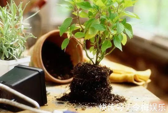 花儿|“养花杀手”通常都有的几个臭毛病,难怪养啥死啥,新手要留心了