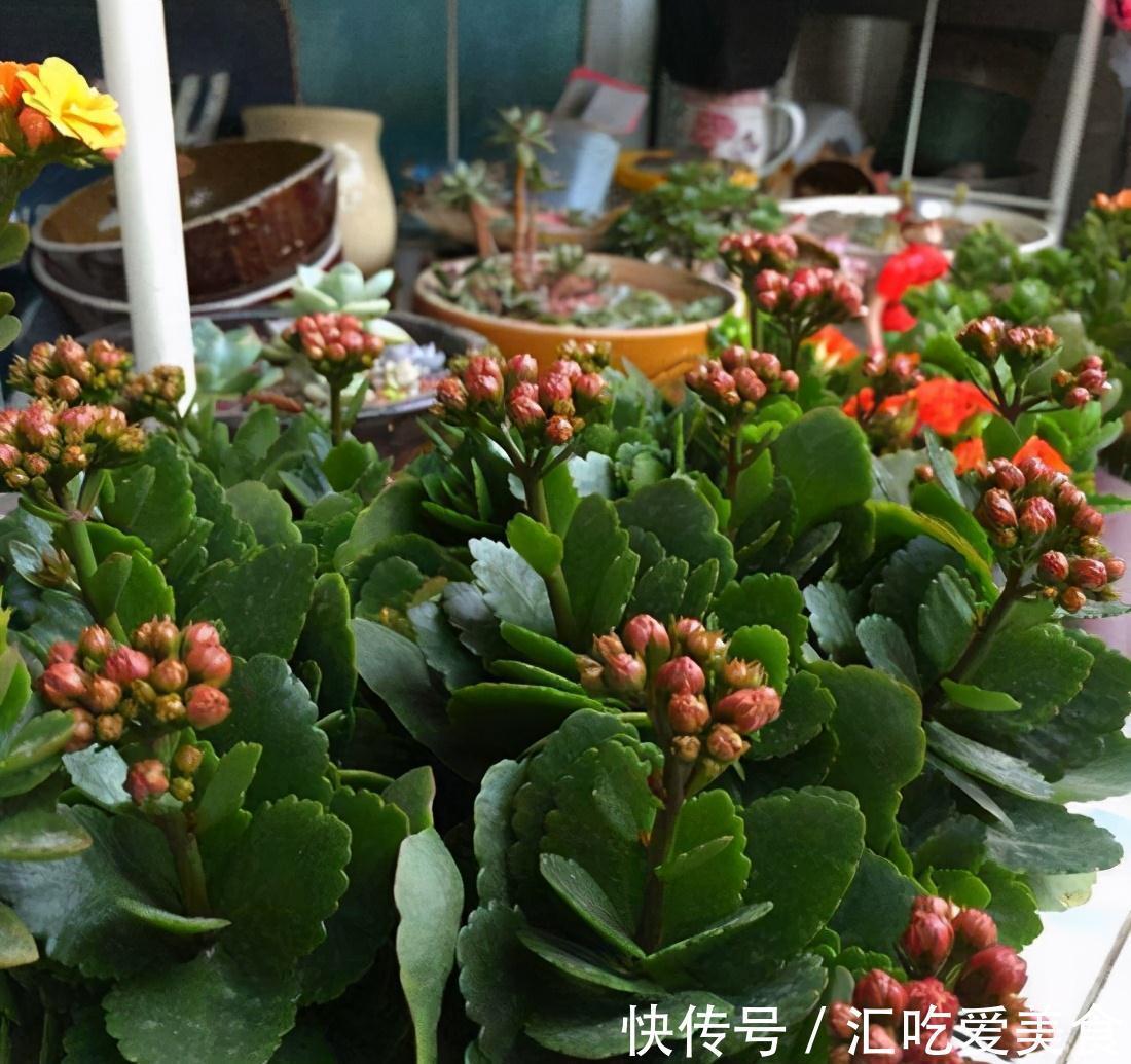 阳台上|长寿花“装菜”不开花？打开3个“小开关”，满满大花苞，开仨月