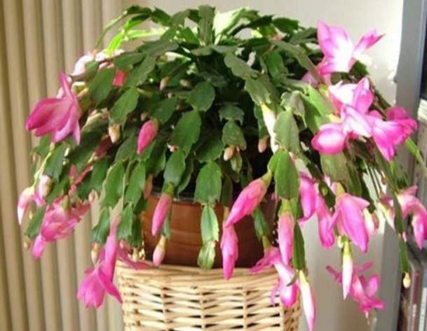 出门捡块“它”,砸碎扔盆里,土壤疏松不板结,几年不换盆也能长