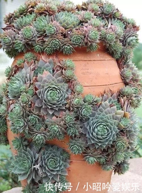 养才|刚买的多肉植物怎么养才不会死, 老花友给新手的8个建议