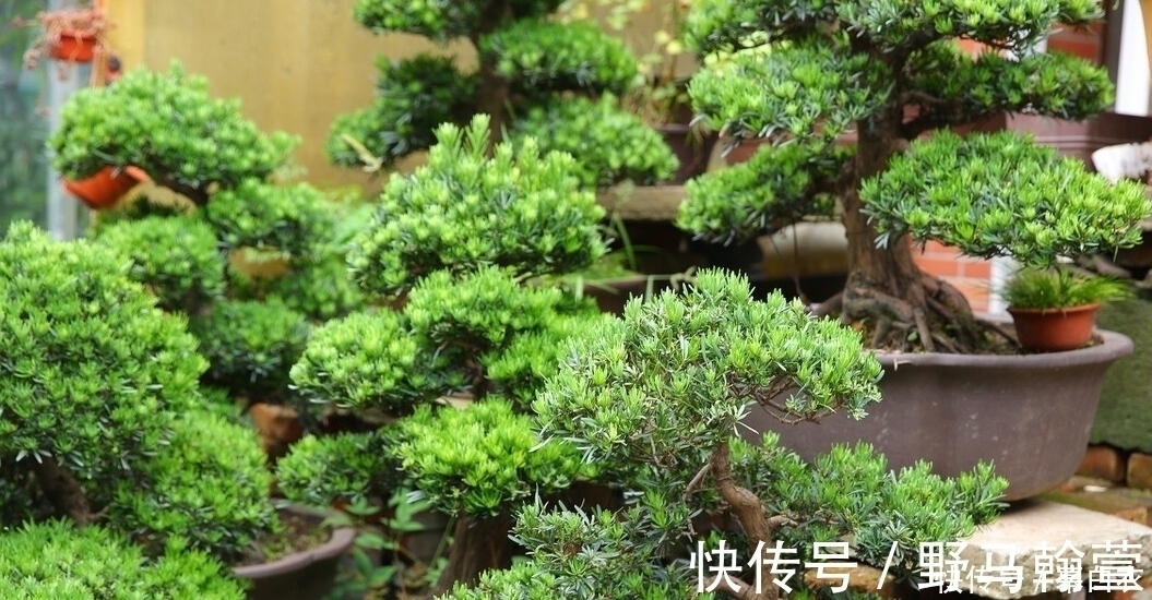三种“富贵”树，能当盆景“传家宝”，喜庆吉祥上档次