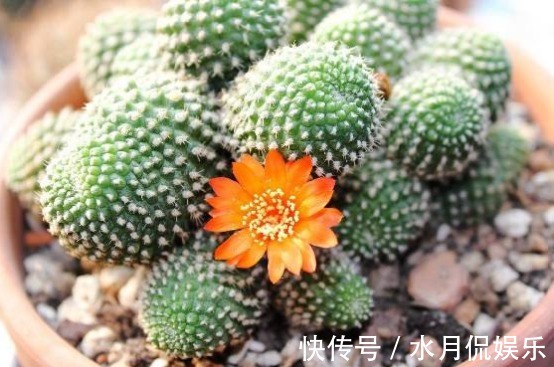 绿色|喜欢多肉，不如养盆“子孙球”，绿色的球体精致可爱！
