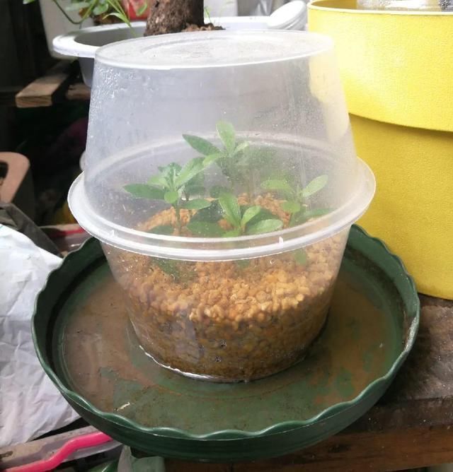 椰糠土|6月,最适合扦插的花,一插就活,大白根冒疯了