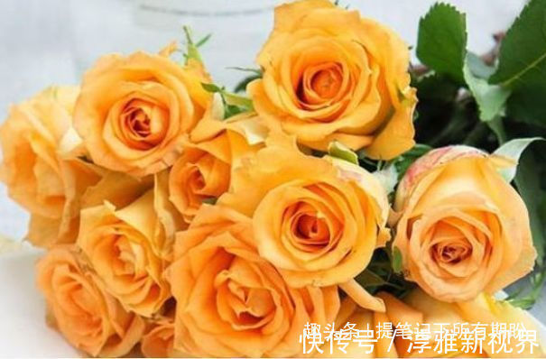 花姿|喜欢赏花,不如养盆“高端玫瑰”假日公主,花姿贵气,浪漫唯美!