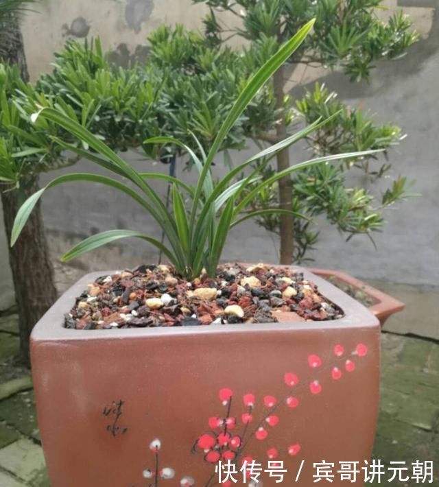 层叠群花|给兰浇水，做好这“三配合”，不烂根不空根，开出层叠群花