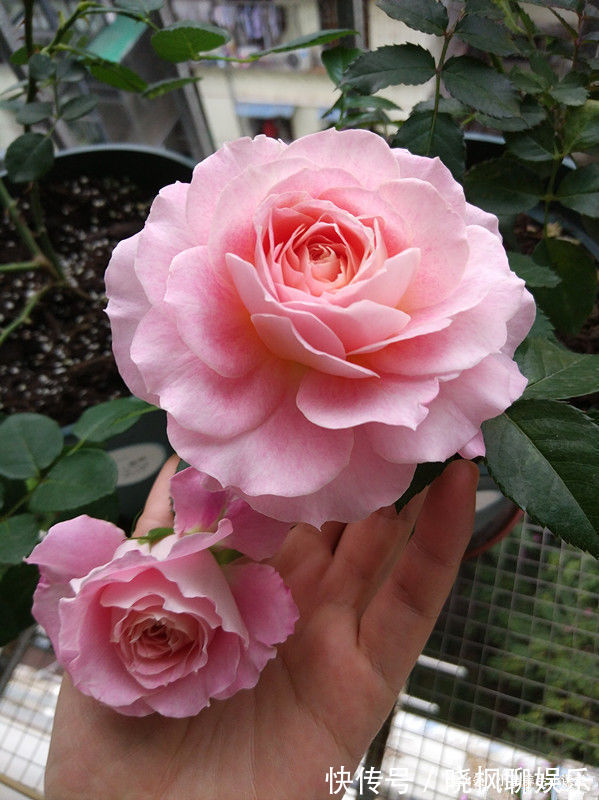 喜欢三角梅，就养盆“开花机器”柠檬黄三角梅，花开爆盆成花树！