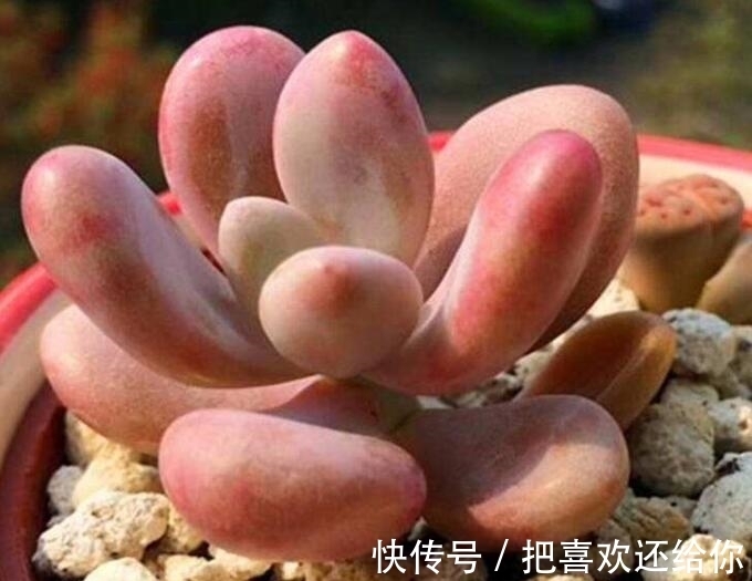 妙招|夏季多肉植物叶子一碰就脱落？教你3种养护小妙招，能避免黑腐病