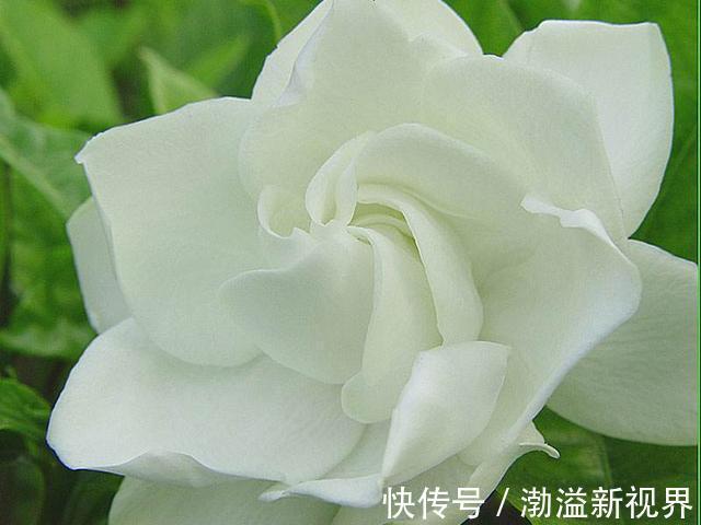 扦插|栀子花、茉莉花用塑料瓶扦插,装点水就生根,新手也能用!