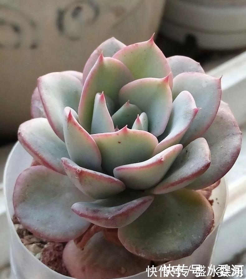 米水|从小就喝洗米水长大的多肉,快来看看来自多肉的强势“逆袭”!