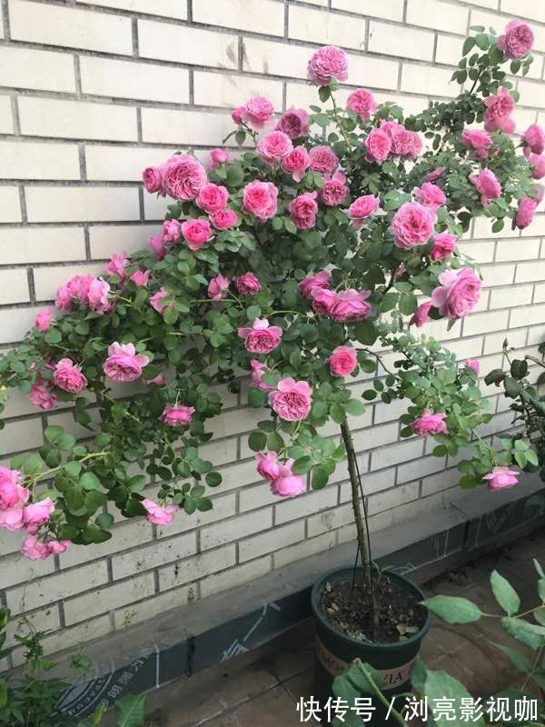 菊花|喜欢菊花,不如养盆优良名菊“嫩竹玉笋”,似娇嫩欲滴,风姿绰约