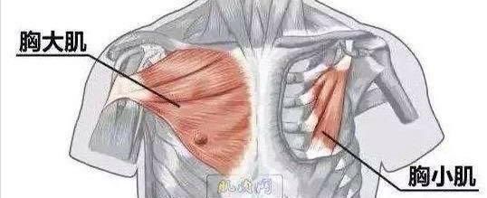 锻炼|男人如何练出大胸肌一组必练的动作,练出又窄又深的胸沟