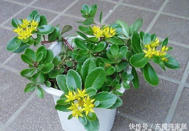 春夏季节开满金黄色花朵的三七景天,很好养的多肉,基本零难度