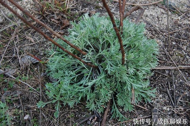 春天来了!两件大事必须要做好,比什么都重要,增强免疫力不生病