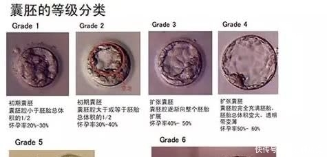 碎片|3分钟教您看懂胚胎等级报告，科学评估试管婴儿着床率！